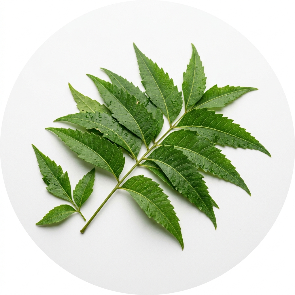 শতমূলী নির্যাস